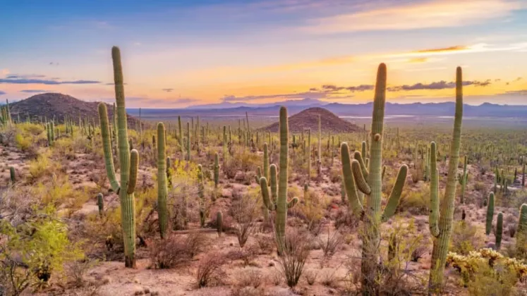 desertul sonora