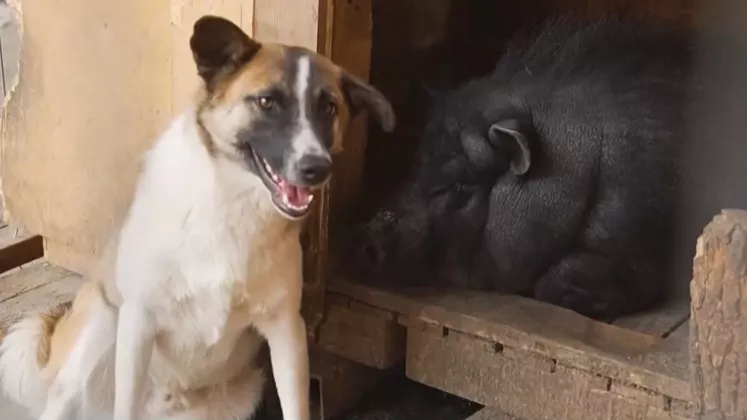 câine și mistreț, prieteni