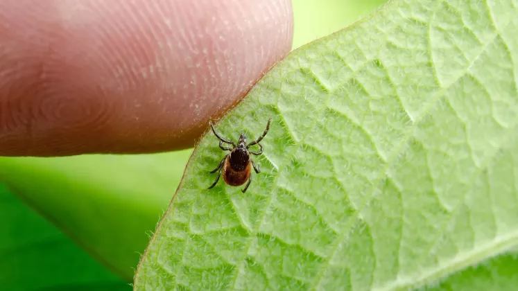 căpușă boala lyme
