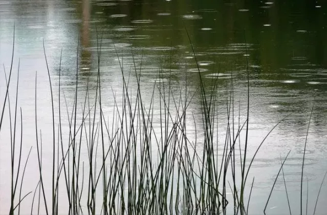 pond-1530797_960_720