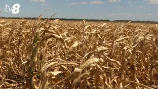 /VIDEO/ Deșertul Sahara din Volintiri: Fermierii spun că seceta le-a afectat toată recolta