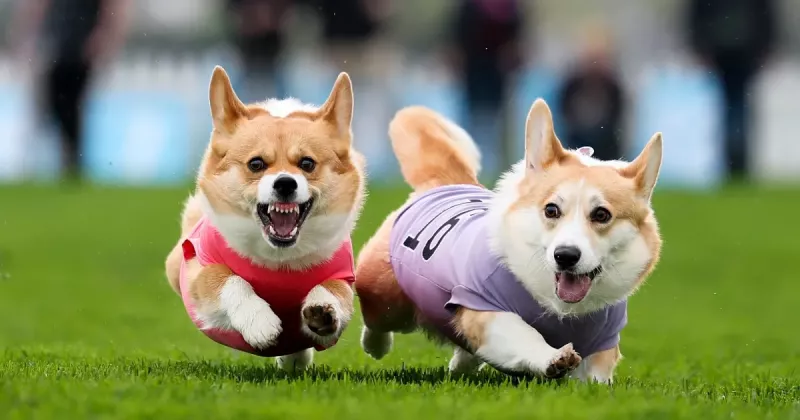 250420-corgi-derby-vl-2-152p-5f7ffb