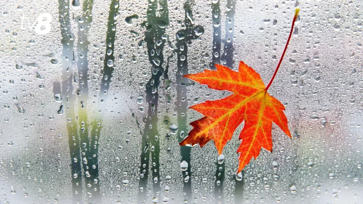 meteo ploaie (5)