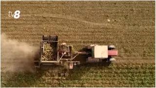 /ВИДЕО/ Сахар в Молдове может подорожать на 2–3 лея. Производители обещают снизить цены при хорошем урожае свёклы