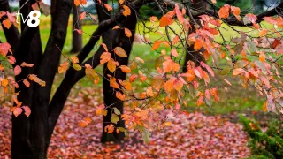 Приятный осенний день. Прогноз погоды на сегодня, 13 ноября