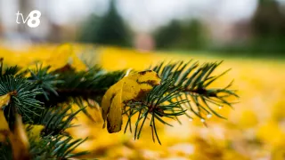 Дождливо и тоскливо. Прогноз погоды на сегодня, 4 декабря