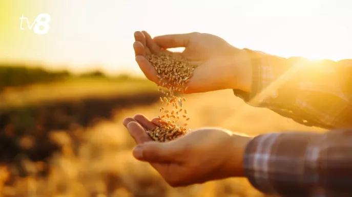 Tarif redus pentru transportul cerealelor din Ucraina prin Moldova: Ce riscuri văd agricultorii