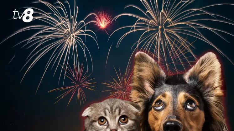 animale artificii