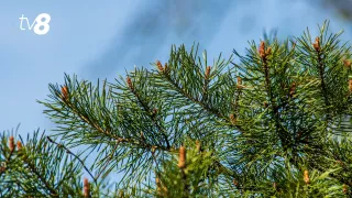 На выходных продолжает теплеть. Прогноз погоды на 24 и 25 января