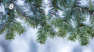 Переменная облачность, без осадков. Прогноз погоды на сегодня, 17 декабря