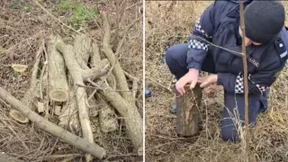 /VIDEO/ „Prima dată văd așa poveste”: Farsă cu buturugi „plantate” la Nisporeni, pentru a păcăli inspectorii