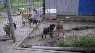 /VIDEO/ Haos la adăpostul de câini din Bălți? Cum s-au pierdut banii publici ani la rând