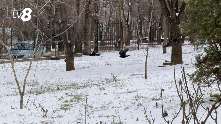 meteo zăpadă iarna (3)