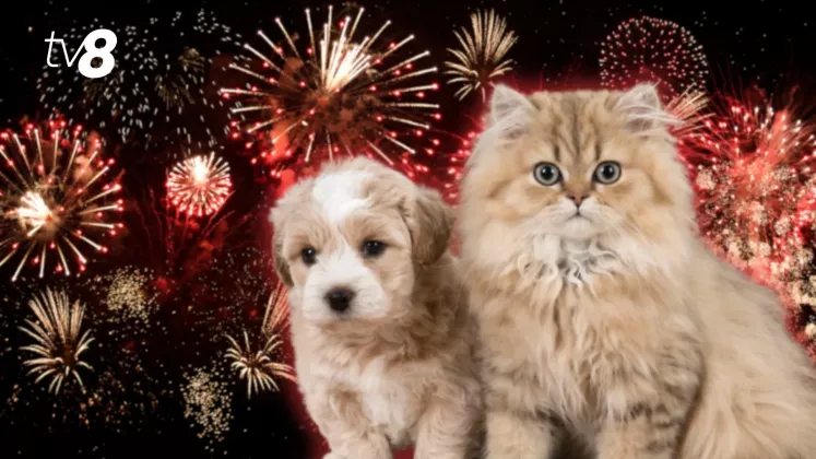 animale focuri de artificii