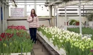 Ароматы весны посреди зимы: в Кишинёве стартовал сезон первых тюльпанов — лидируют жёлтые