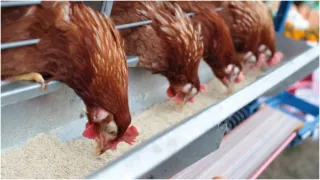 Убытки в 100 млн леев. Фермеры Молдовы пострадали из-за опасного вещества в кормах, импортированных из Украины