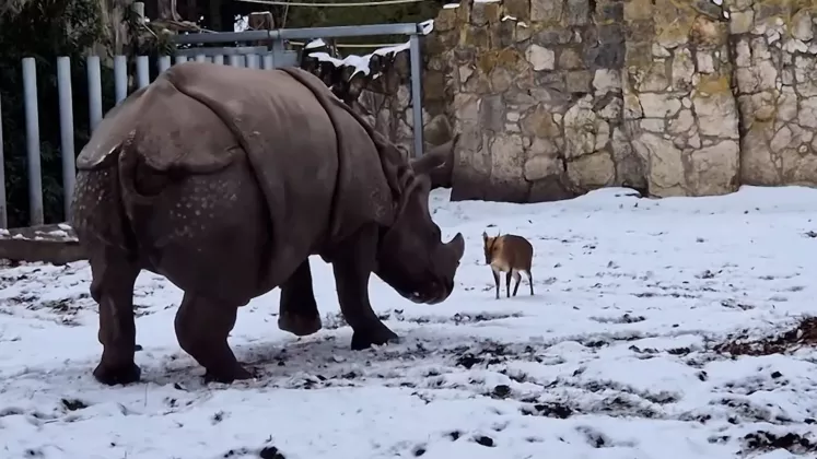 zoo