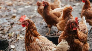 /VIDEO/ Metronidazol și 120.000 de găini ucise: ANSA explică paguba de 100 de milioane de lei