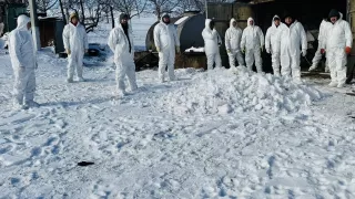 Focare de pestă porcină africană la Leova și Hîncești: ANSA a introdus restricții