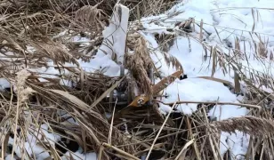 В Теленештах обнаружили упавший дрон: полиция оцепила территорию