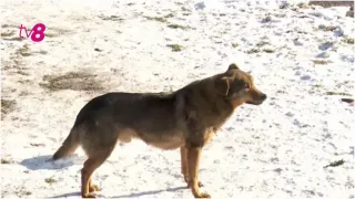 В Кишинёве ежедневно до шести человек обращаются к врачам после укусов собак — данные ANSP