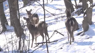 /VIDEO/ Gerul și zăpada lasă animalele sălbatice fără hrană: Pădurarii din „Codrii” încearcă să le salveze de la moarte