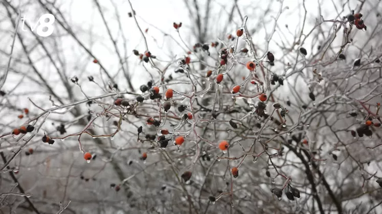 GER METEO IARNA GHEATA CHICIURA