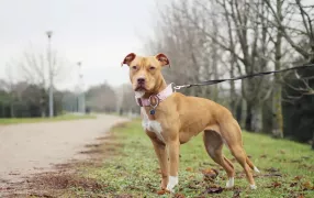 В Молдове с сентября 2027 года запретят размножение потенциально опасных пород собак: список
