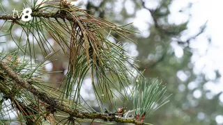 В Молдову идет потепление. Прогноз погоды на сегодня, 11 февраля