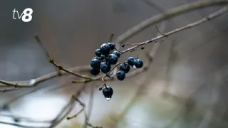 Пасмурно и влажно. Прогноз погоды на сегодня, 20 февраля