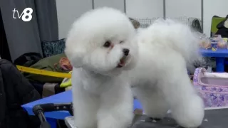 /VIDEO/ Expoziție internațională de câini: Peste 80 de rase din 17 țări, adunate la Chișinău