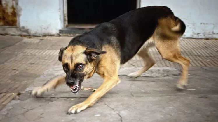 câine rău