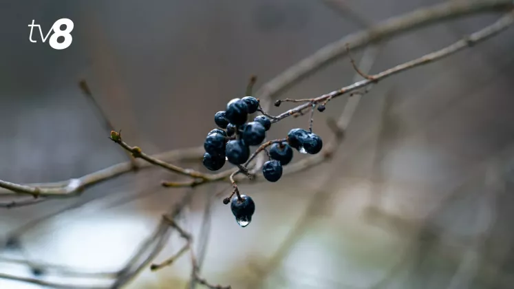 METEO POLEI GHEATA 2-18