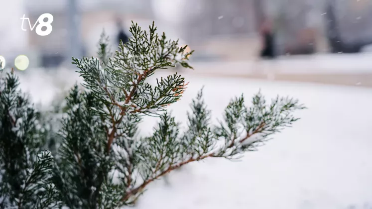 METEO ZAPADA IARNA VISCOL NINSOARE-27