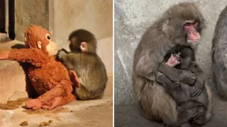 /VIDEO/ Noi imagini virale cu Punch: Puiul de macac care a emoționat internetul și-a găsit alinarea