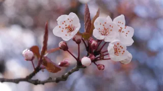/VIDEO/ Străzile din Japonia, colorate în roz: Florile de prun au fermecat locuitorii