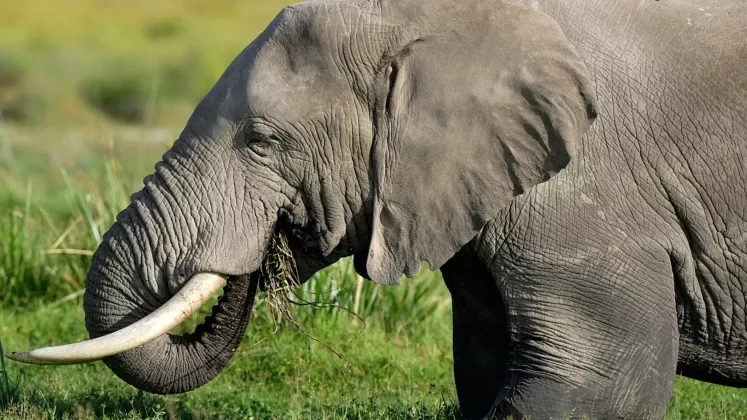 elefant