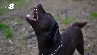 /VIDEO/ Terorizați de maidanezi la Botanica: Locatarii cer măsuri, în timp ce activiștii sar în apărarea câinilor