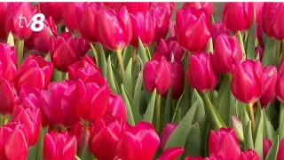 /VIDEO/ Afacere cu miros de lalele. Florăria familiei Cebotari din Anenii Noi, luată cu asalt de bărbați: Au cules florile cu tot cu bulb