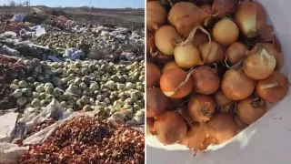 /VIDEO/ Tone de legume aruncate la Gura Bîcului? Imaginile filmate de Vasile Costiuc și reacția Ministerului Agriculturii