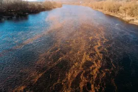 Загрязнение Днестра: Promo-LEX требует возбудить уголовное дело по факту возможного экоцида
