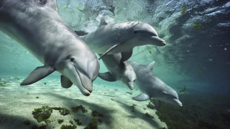 delfini