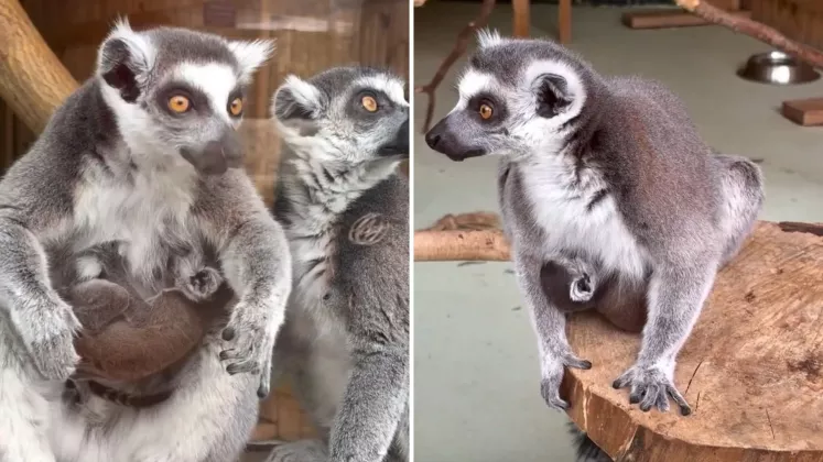 lemur