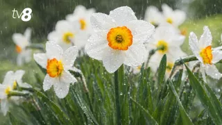 /METEO/ Vremea azi, 12 aprilie 2026: De Paște, meteorologii anunță ploi în toată țară