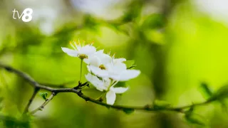 Cum va fi vremea de Paștele Blajinilor 2026: Temperaturile prognozate în Moldova