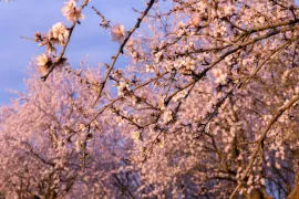 Заморозки ударили по фруктовым садам. Фермеры говорят о значительных потерях урожая, масштаб ущерба уточняется