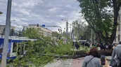 /ВИДЕО/ В Кишиневе из-за сильного ветра дерево упало на троллейбус: изменено несколько маршрутов