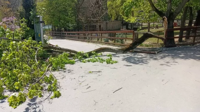 Un copac a căzut peste un copil la Grădina Zoologică: Minorul, transportat în stare gravă la spital