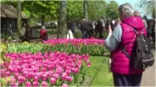 "Сад Европы": В Нидерландах открылся крупнейший парк тюльпанов Кёкенхоф