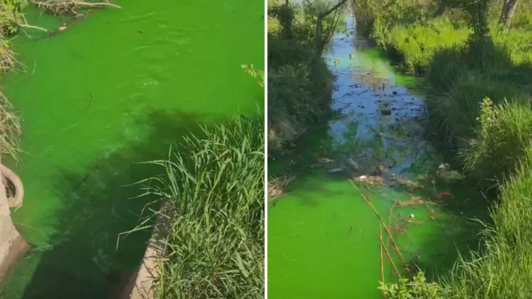 apa verde